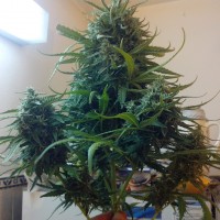 Moby Dick feminised Ganja Seeds