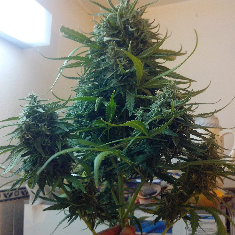 Семена ганжа  Moby Dick feminised Ganja Seeds