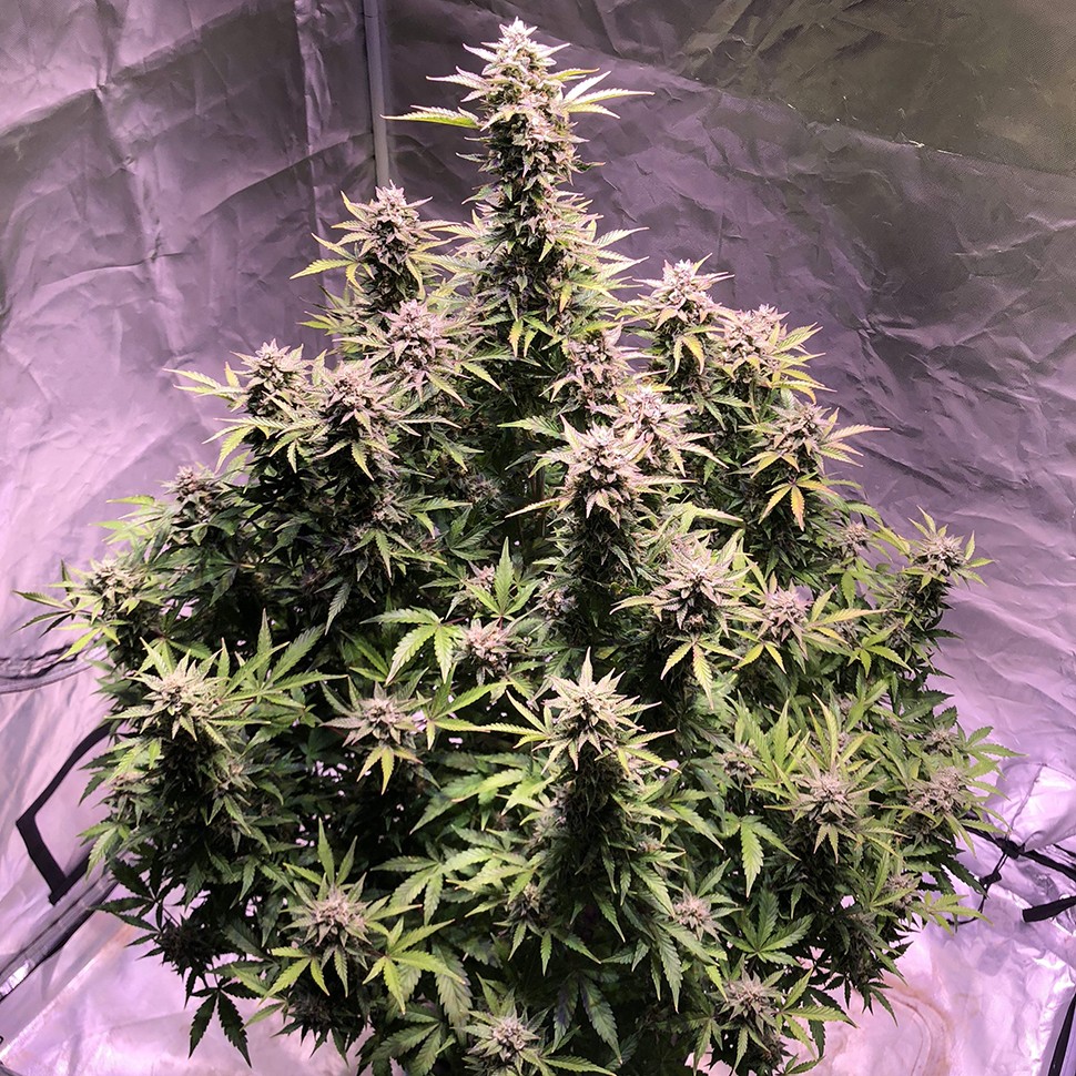 Семена конопли  Auto AK regular Ganja Seeds