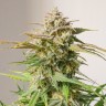 Семена марихуаны  Auto Shalkar feminised Bang Seeds