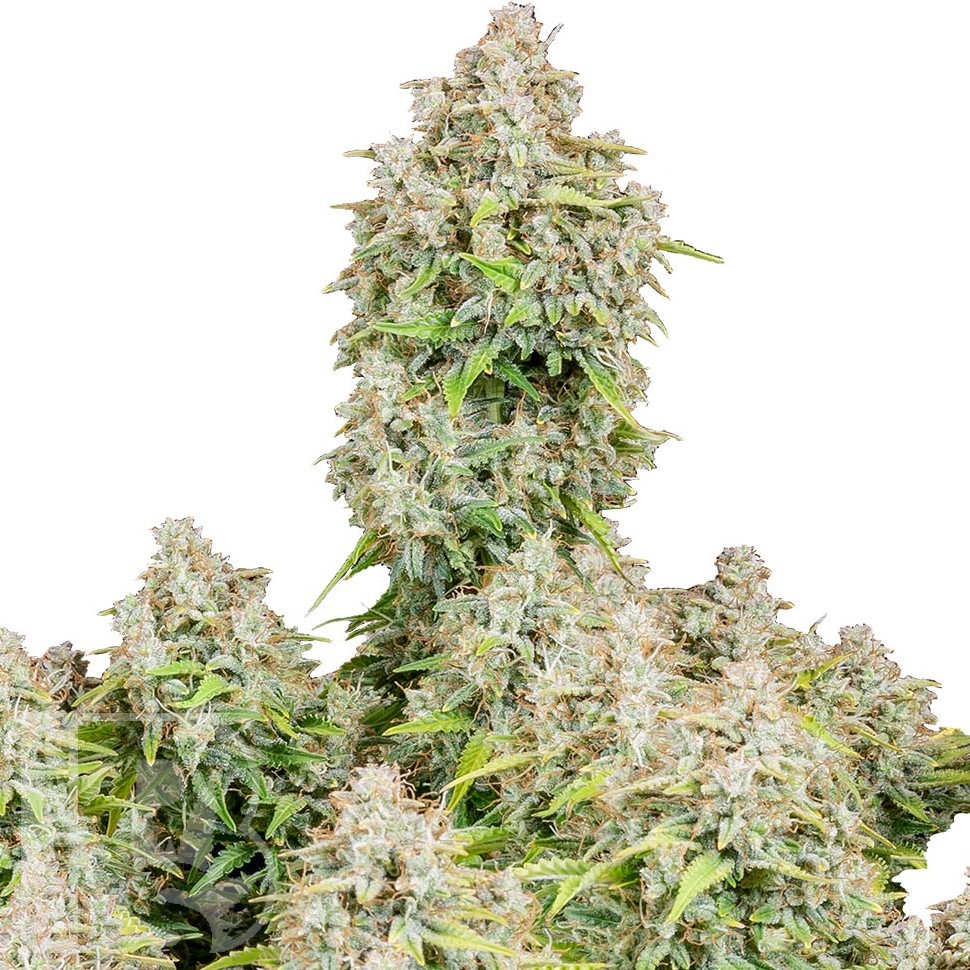 Семена марихуаны  Auto Shalkar feminised Bang Seeds