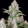 Семена марихуаны  Auto Shalkar feminised Bang Seeds