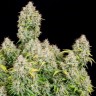 Семена марихуаны  Auto Shalkar feminised Bang Seeds