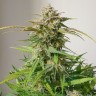 Семена марихуаны  Auto Shalkar feminised Bang Seeds