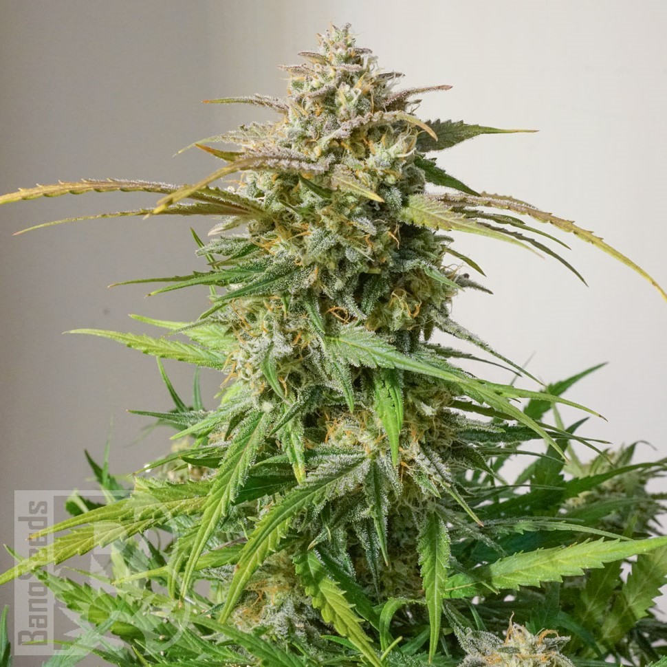 Семена марихуаны  Auto Shalkar feminised Bang Seeds