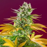 Gorilla Girl feminised Fast Version Ganja Seeds