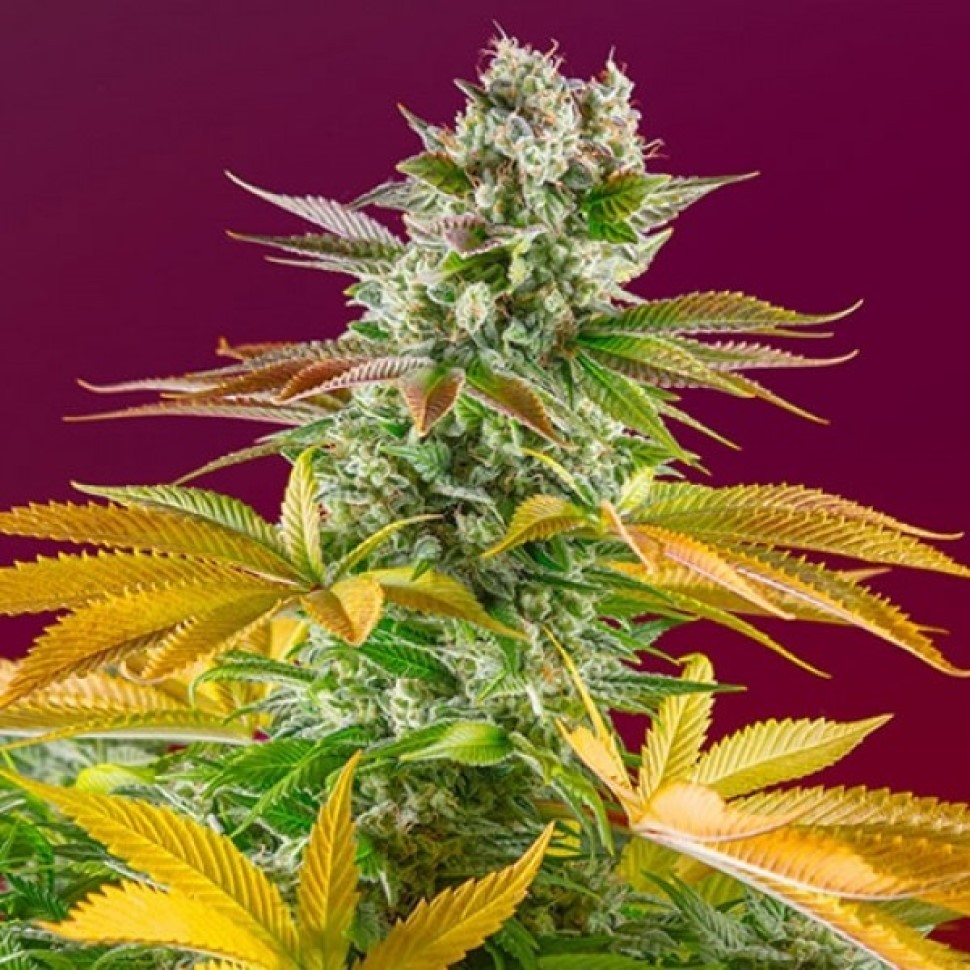 Семена  Gorilla Girl feminised Fast Version Ganja Seeds