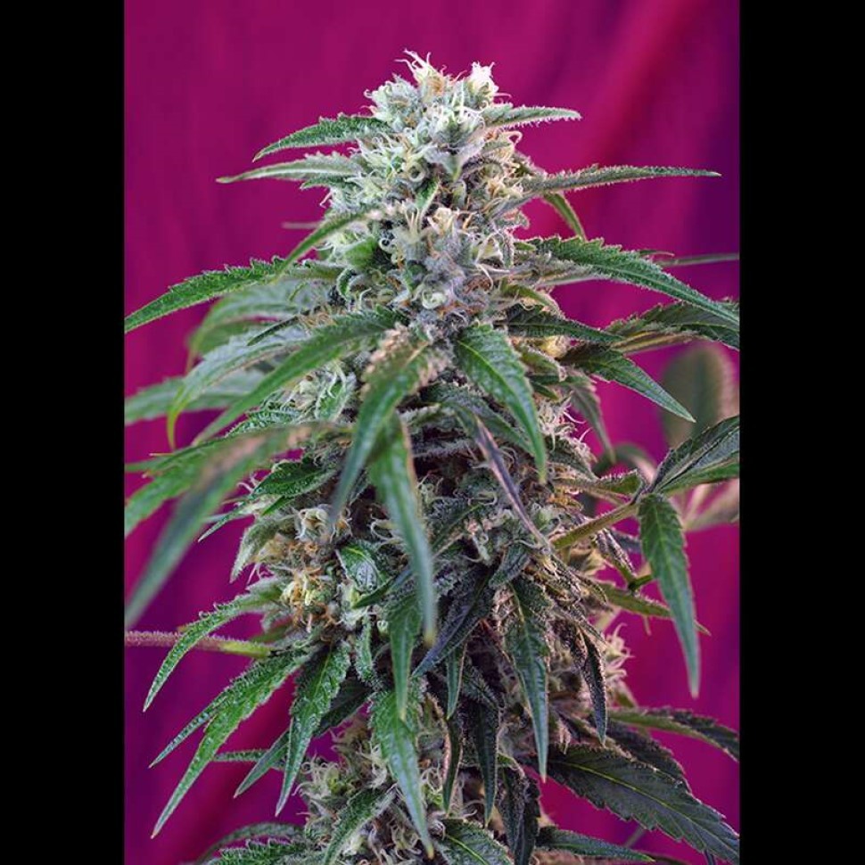 Купить лучшие семена Gorilla Girl feminised Fast Version