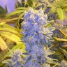 Семена  Northern Lights x Chronic feminised Ganja Seeds