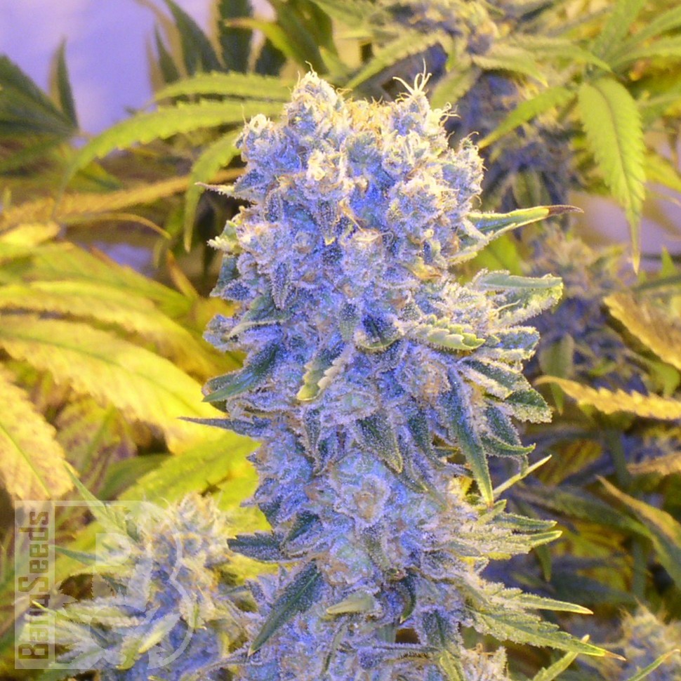 Семена  Northern Lights x Chronic feminised Ganja Seeds