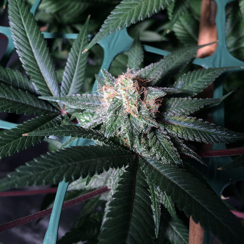 Семена ганжа  Pegas regular Ganja Seeds