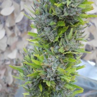 Colombian Gold feminised Ganja Seeds