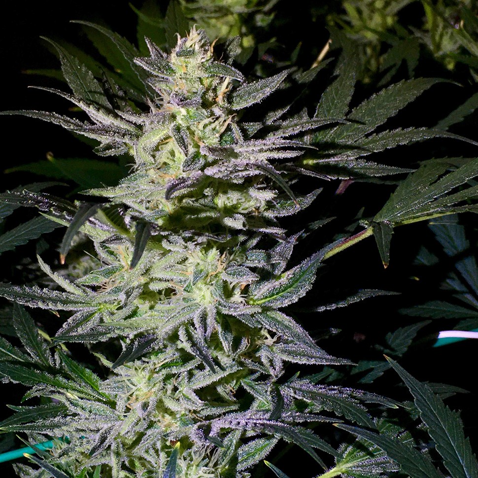 Семена  Auto White Diesel Haze regular Ganja Seeds