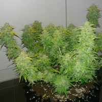Auto Orange feminised Ganja Seeds