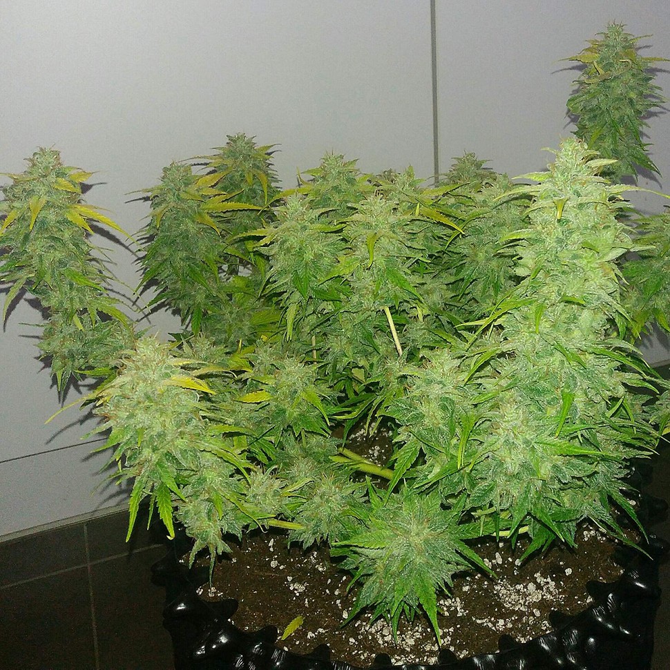 Семена ганжа  Auto Orange feminised Ganja Seeds