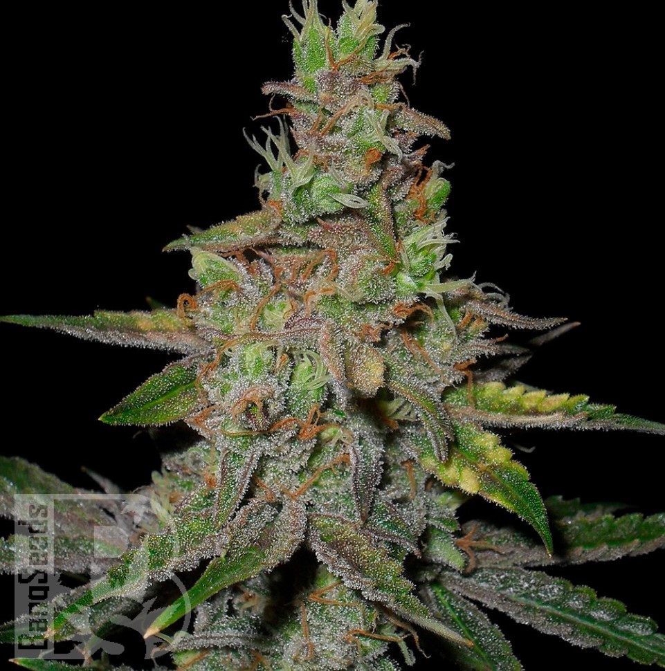 Семена марихуаны  Auto Talas feminised Bang Seeds