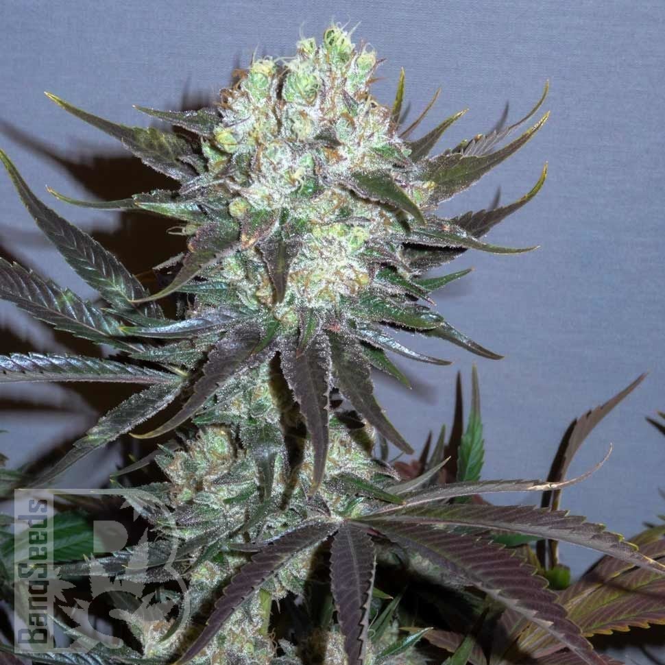 Семена марихуаны  Auto Talas feminised Bang Seeds