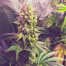 Честный банк семян Gorilla Zkittlez feminised Ganja Seeds