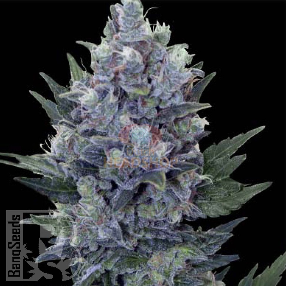 Семена каннабиса  Auto Northern Lights x Blue feminised Ganja Seeds