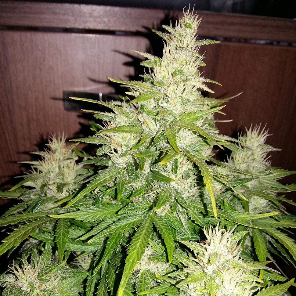 Семена конопли  Auto GT regular Ganja Seeds