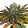 Семена  Powerful regular Ganja Seeds