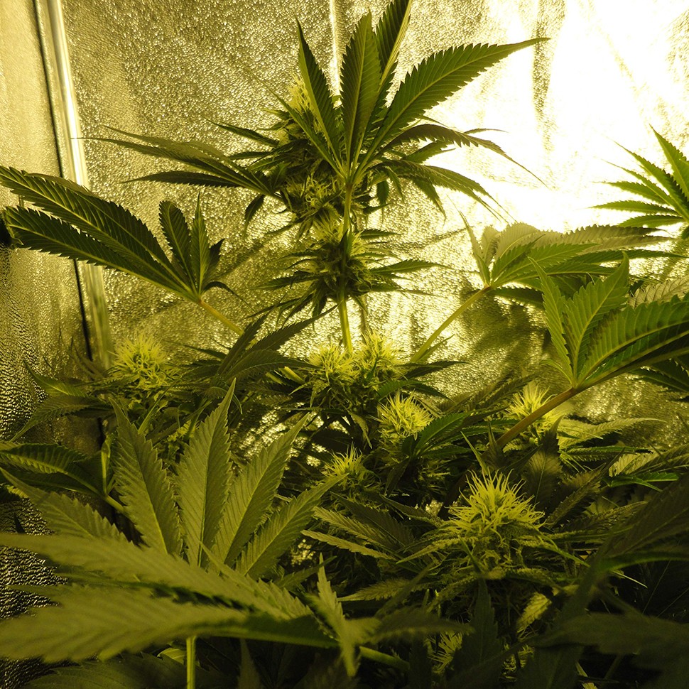 купить семена конопли недорого Auto Pineapple feminised