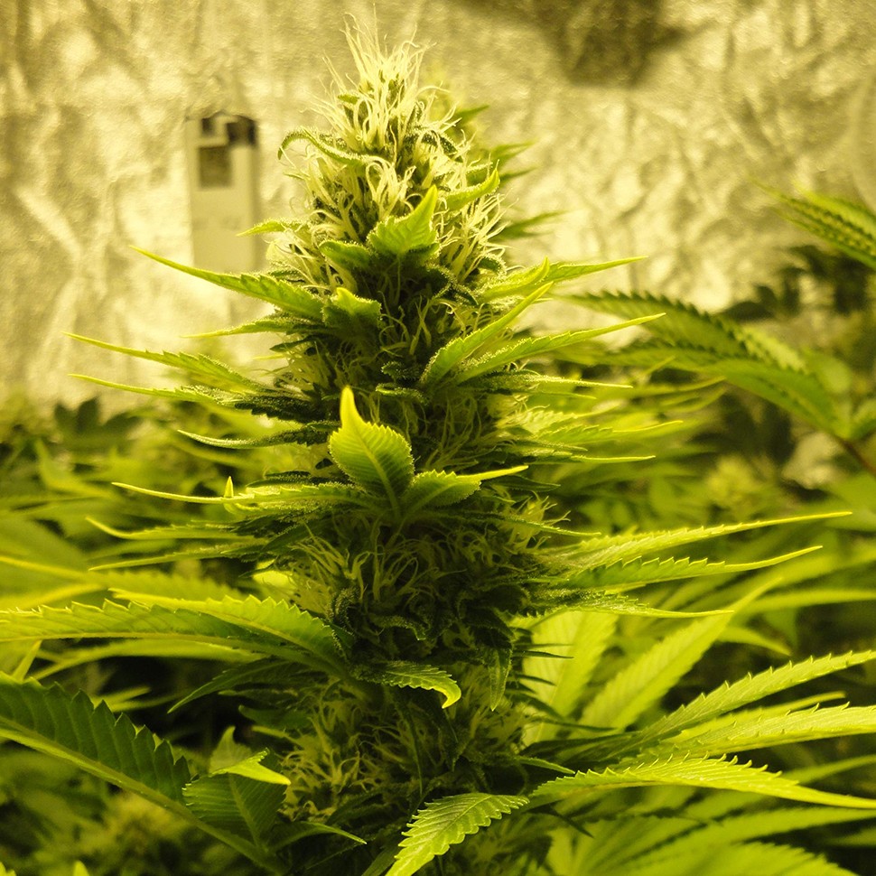 купить семена конопли в оригинальных упаковках Auto Pineapple feminised