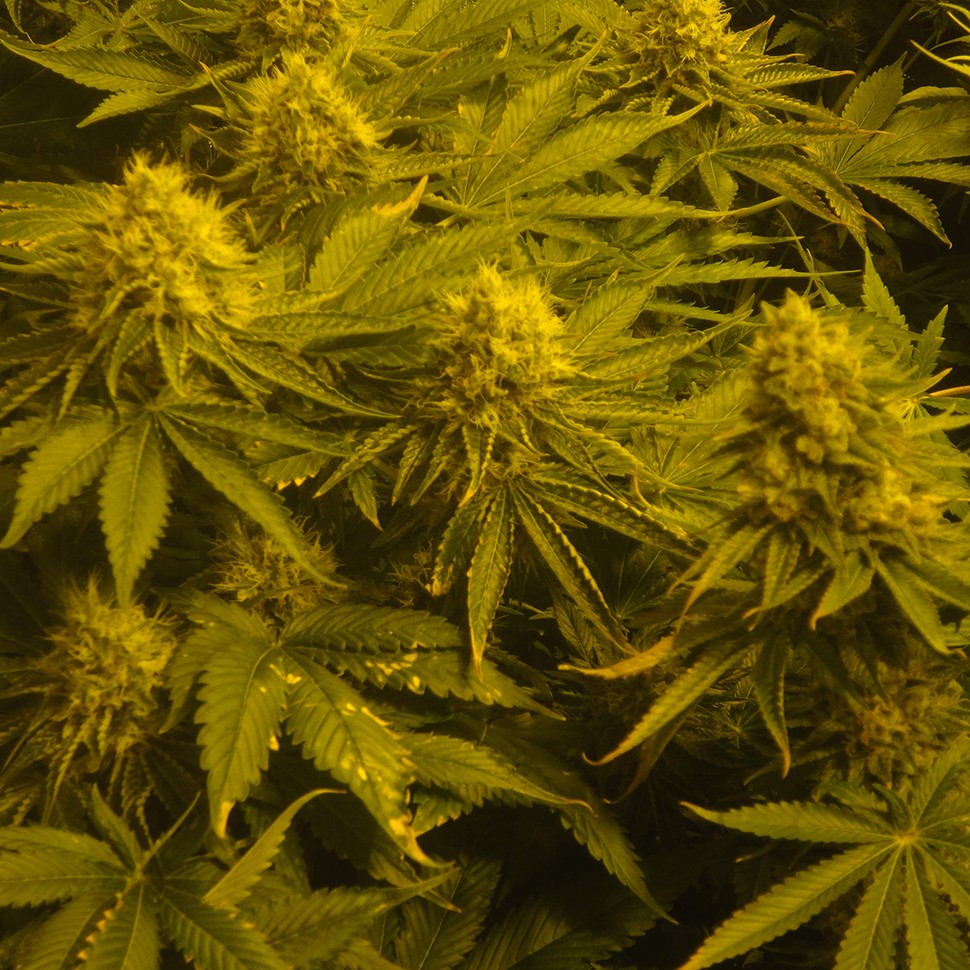 Семена конопли  Auto Pineapple feminised Ganja Seeds