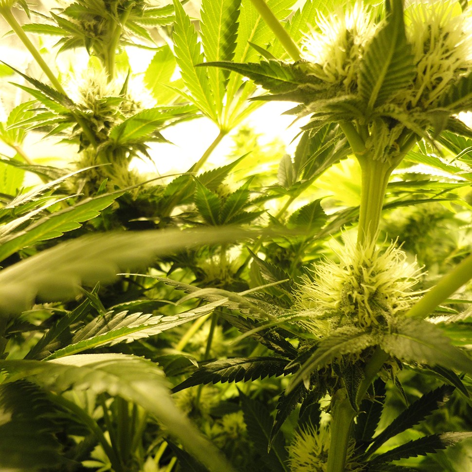 купить семена конопли марихуаны Auto Pineapple feminised