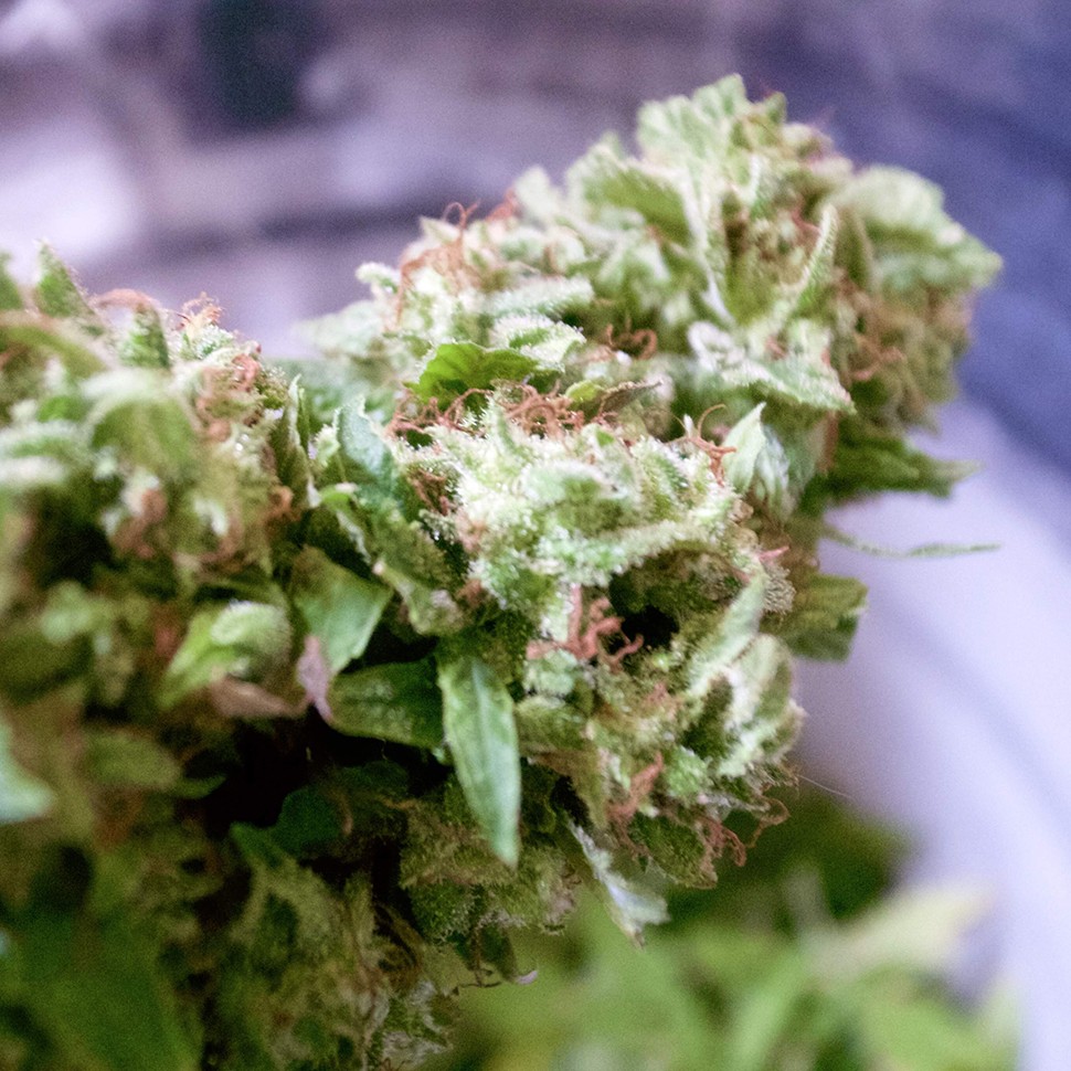 купить семена конопли для выращивания Auto Pineapple feminised