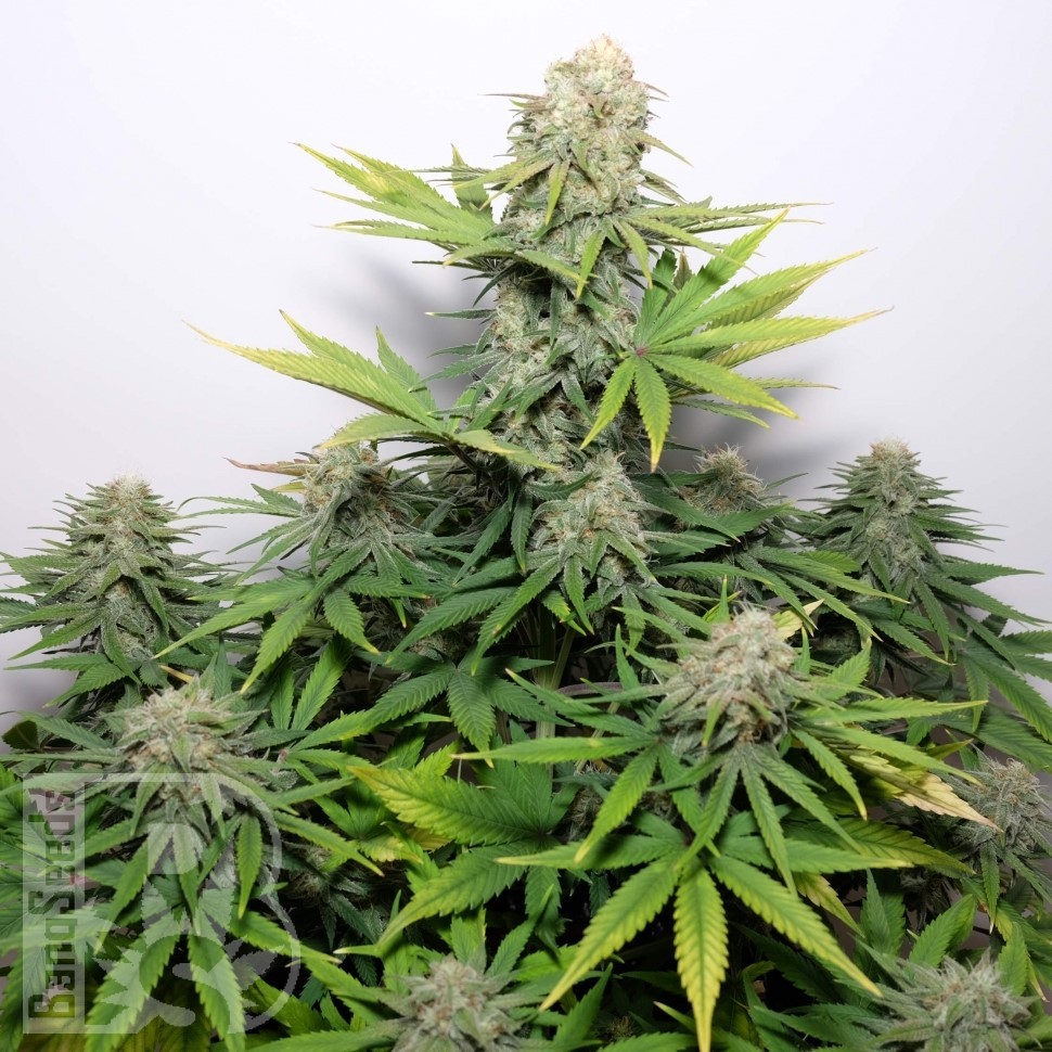 Семена марихуаны  Auto Talgar feminised Bang Seeds