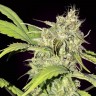 Семена марихуаны  Auto Talgar feminised Bang Seeds