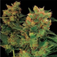 Hash Plant feminised Ganja Seeds