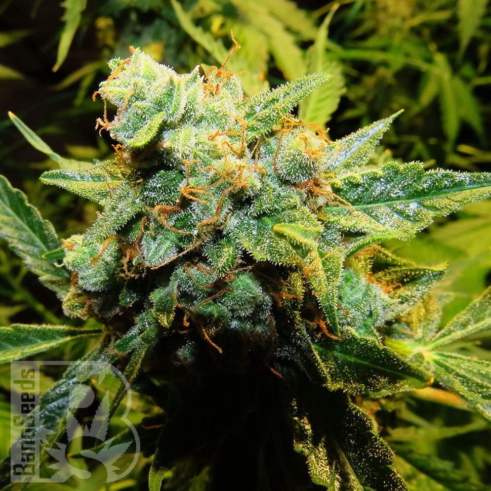 Семена каннабиса  Auto Northern Lights x Haze feminised Ganja Seeds