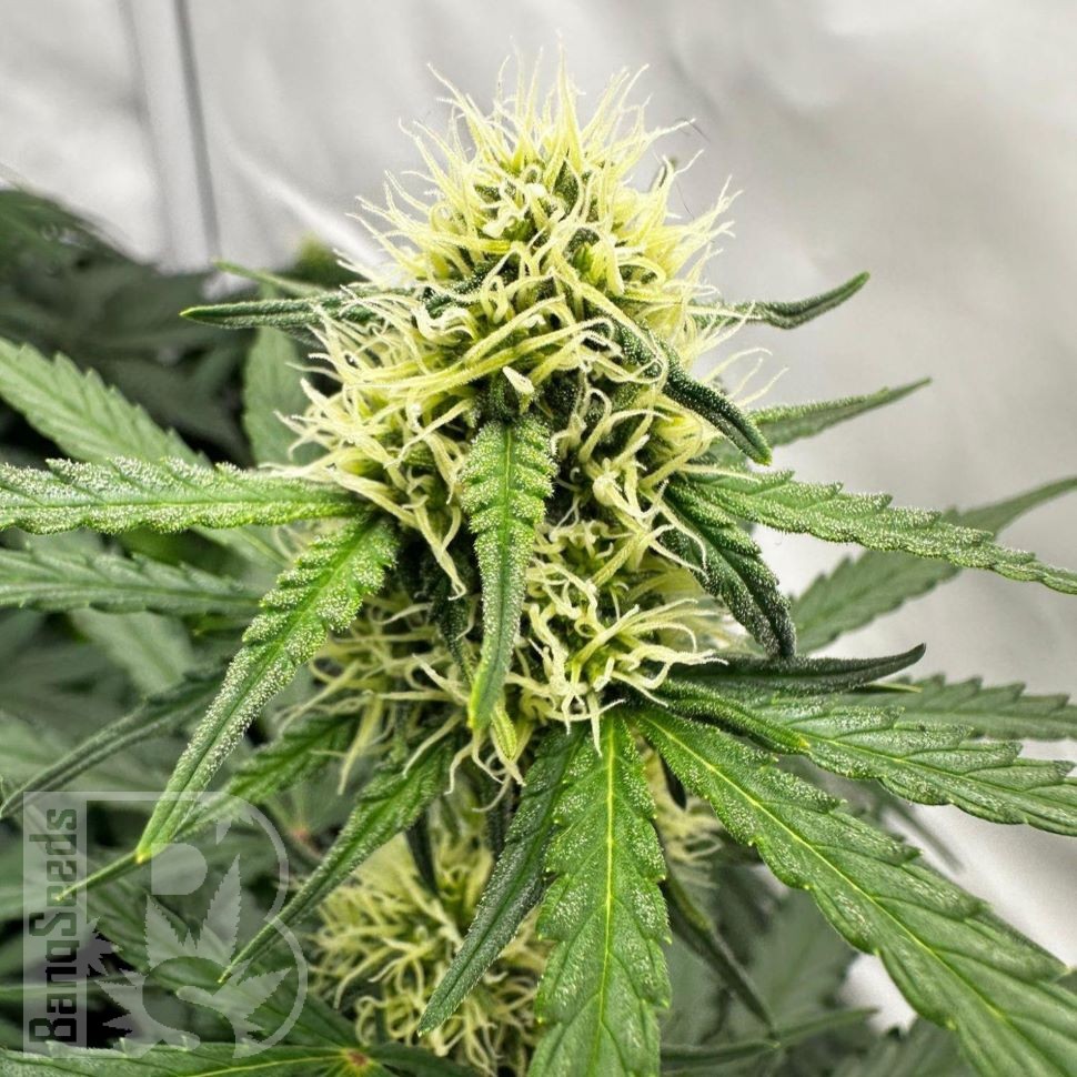 Auto Do-Si-Dos feminised Ganja Seeds