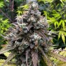 Auto Do-Si-Dos feminised Ganja Seeds