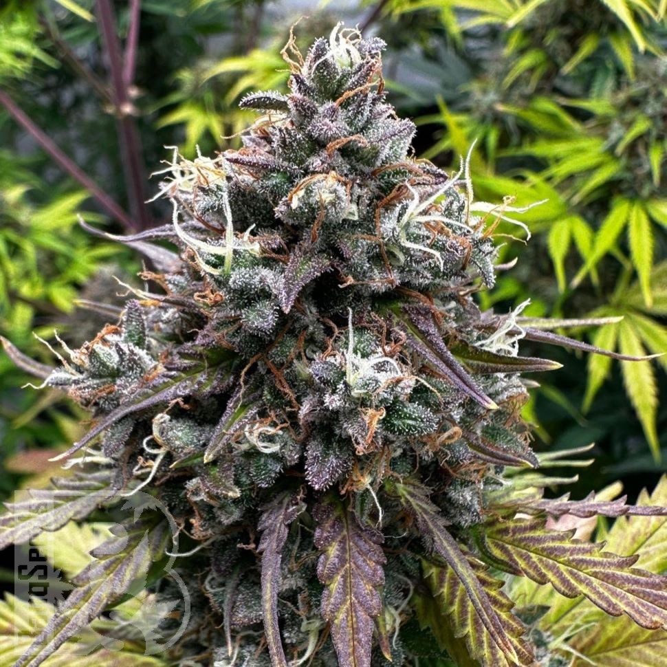 Auto Do-Si-Dos feminised Ganja Seeds