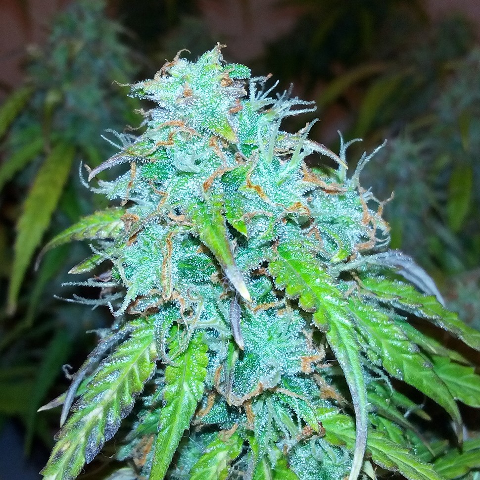 Семена конопли  Auto Jet 47 regular Ganja Seeds