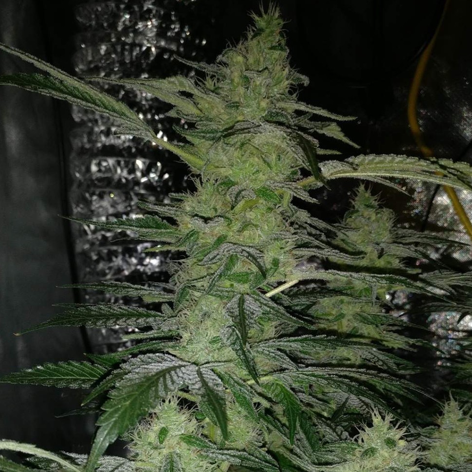 Семена марихуаны  Nirvana regular Ganja Seeds