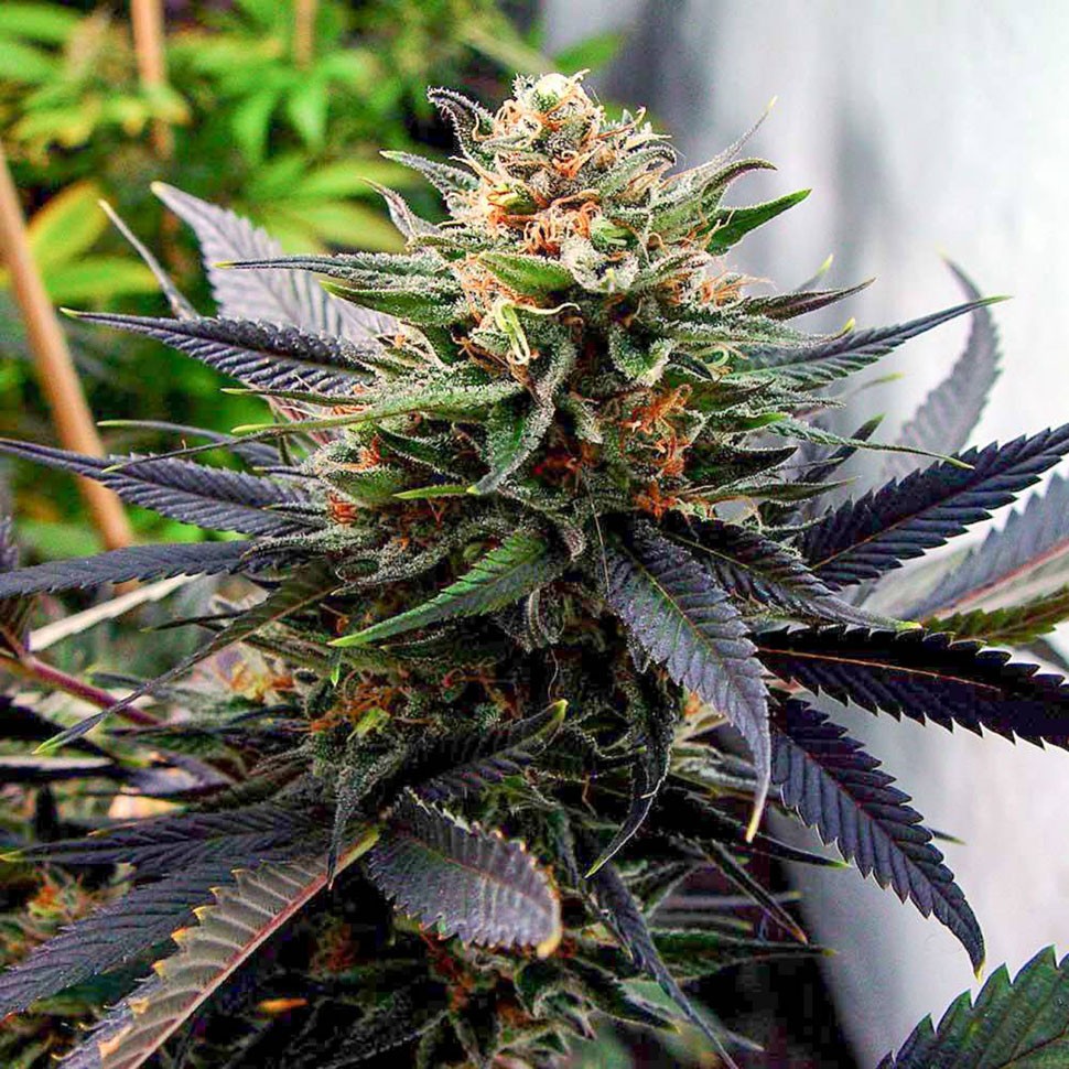 Семена конопли  Auto Talkan feminised Bang Seeds
