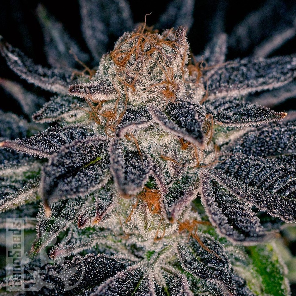 Семена конопли  Auto Talkan feminised Bang Seeds