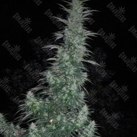 Auto Panama Lime feminised Ganja Seeds