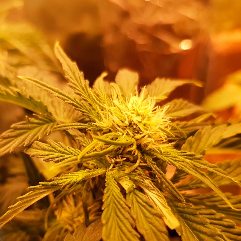 купить семена сортовой конопли Auto Somango regular