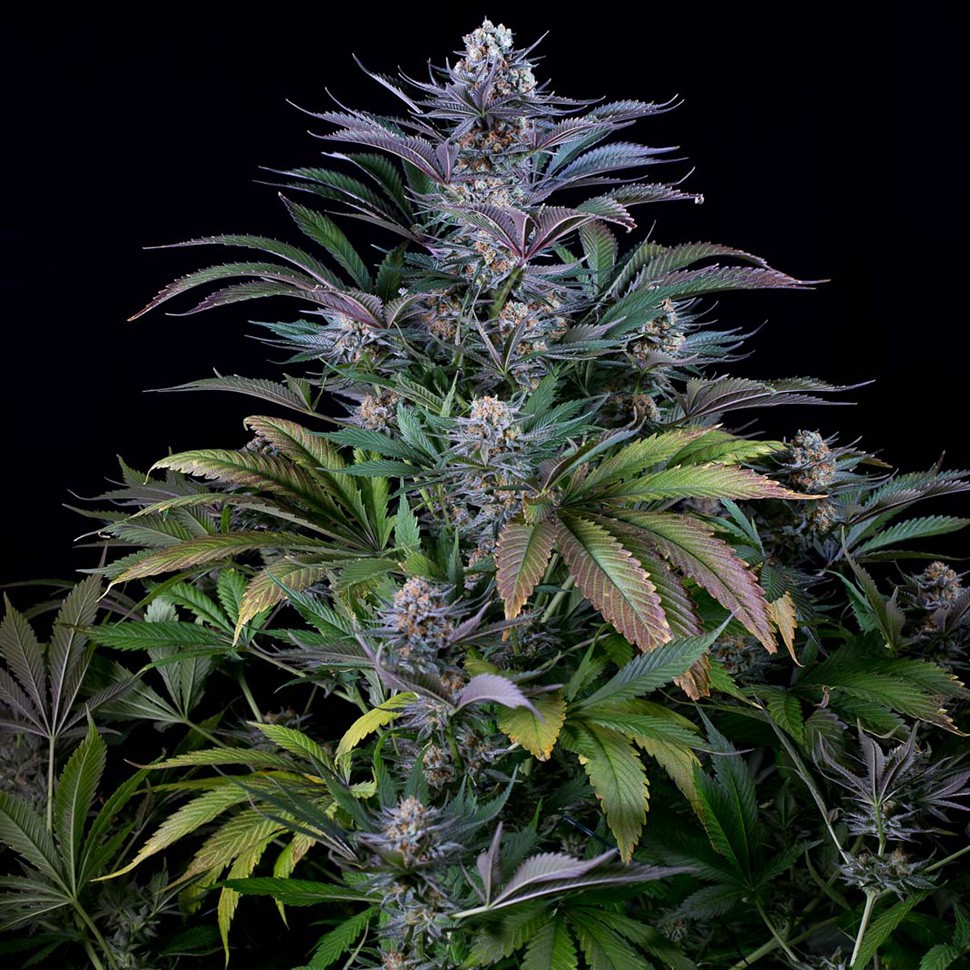 Семена марихуаны  Silver Haze regular Ganja Seeds