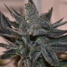 Семена марихуаны  Silver Haze regular Ganja Seeds