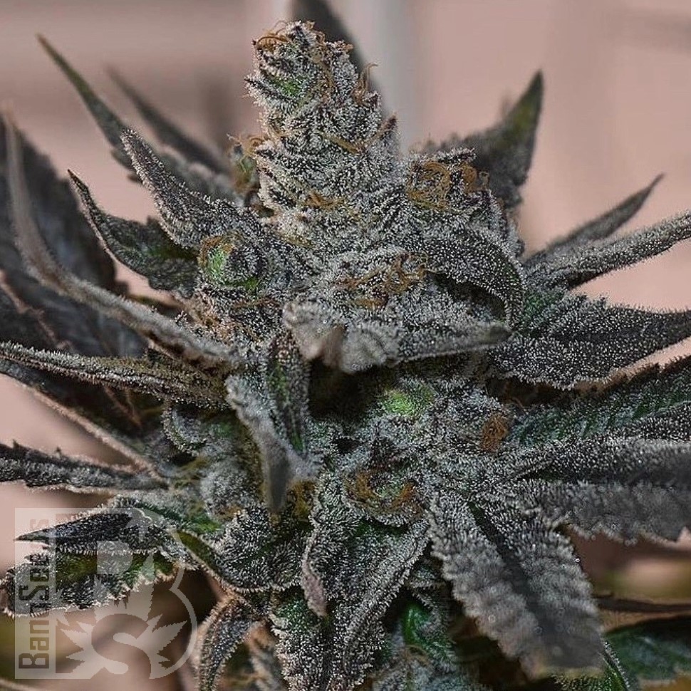 Семена марихуаны  Silver Haze regular Ganja Seeds