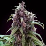 Семена марихуаны  Silver Haze regular Ganja Seeds