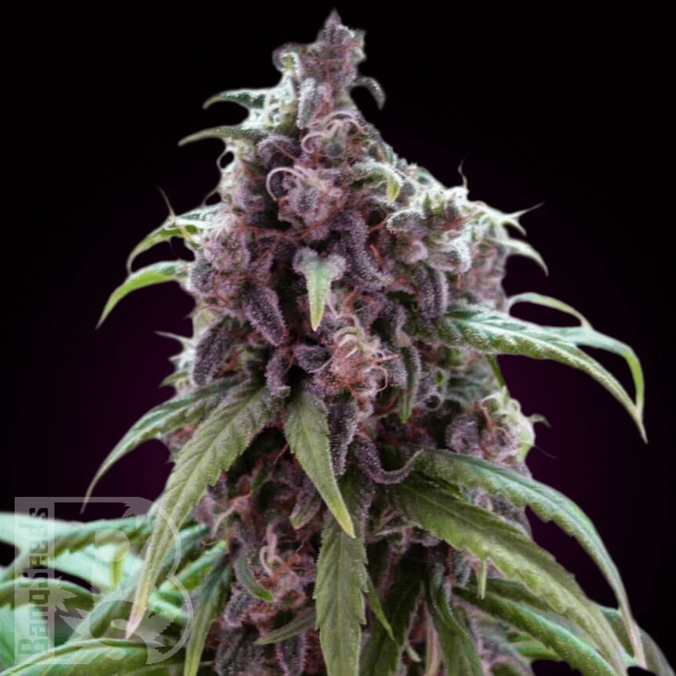 Семена марихуаны  Silver Haze regular Ganja Seeds