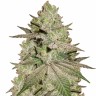 Семена  Early Skunk x AK feminised Ganja Seeds