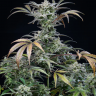 Семена ганжа  Auto Tengiz feminised Bang Seeds
